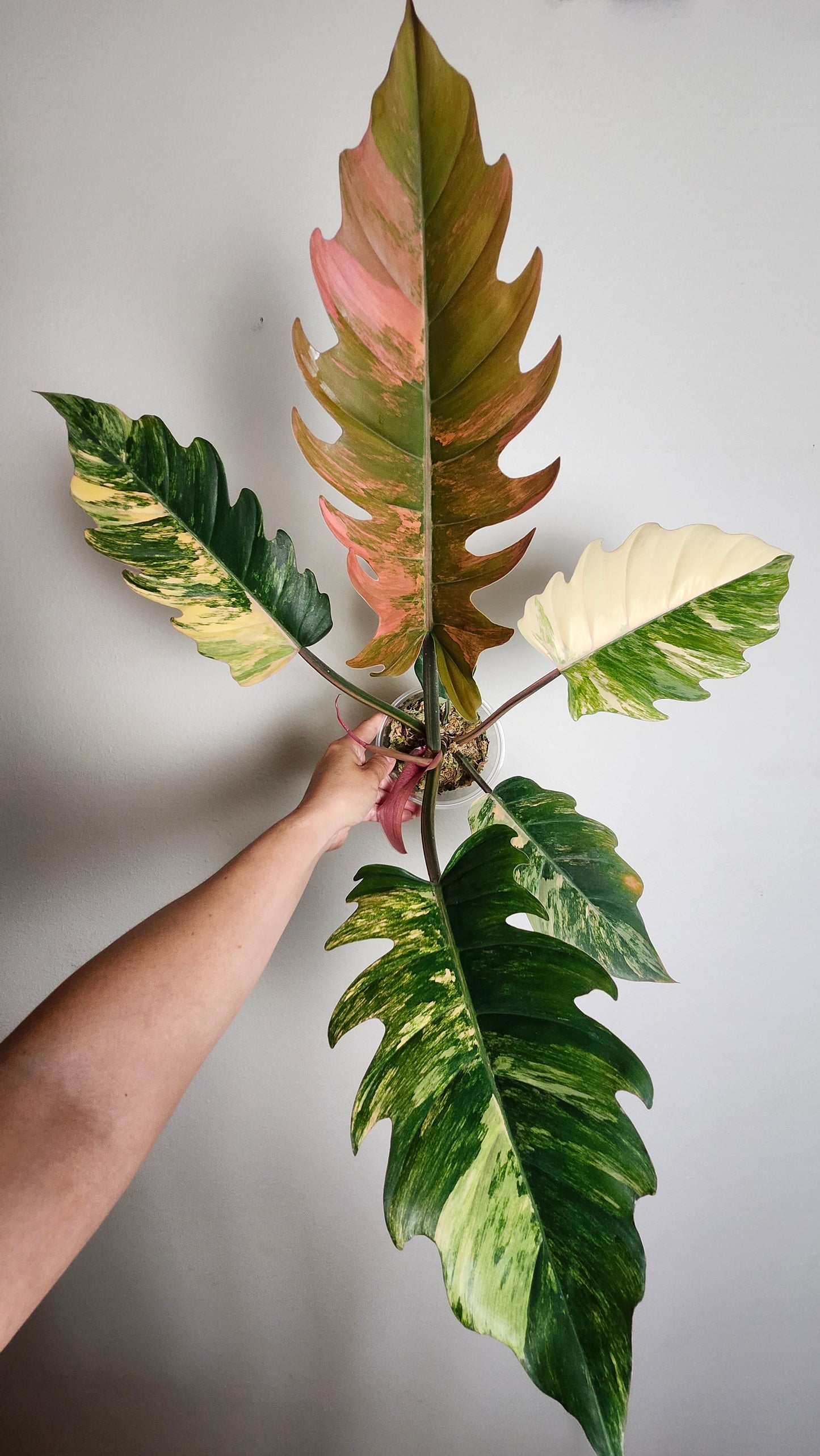 Caramel Marble Variegated- Reserved Elysia Coleman