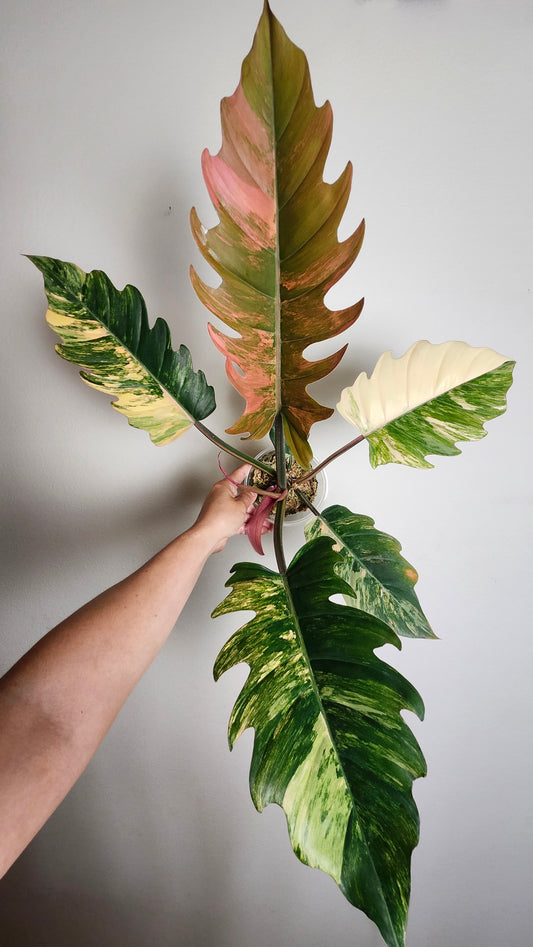 Caramel Marble Variegated- Reserved Elysia Coleman