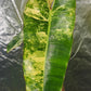 Philodendron Variegated Billietiae reserved for Britnee Surles