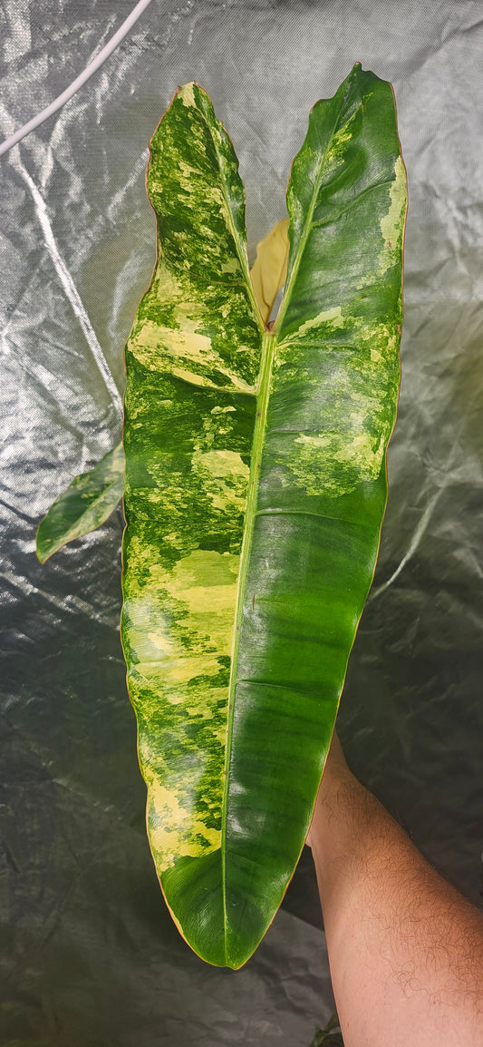 Philodendron Variegated Billietiae reserved for Britnee Surles