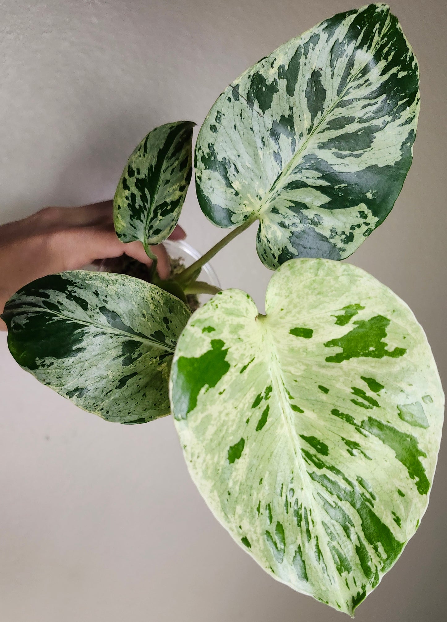 Monstera Bulbasaur #1 - Reserved Adrian Wright