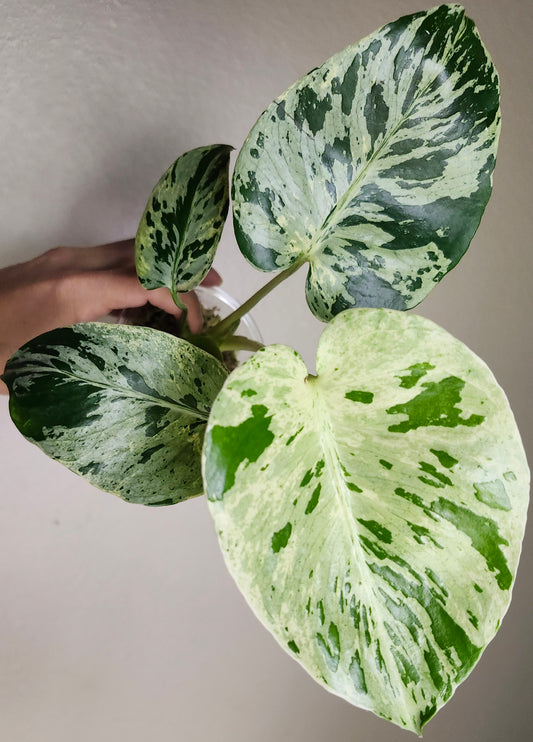 Monstera Bulbasaur #1 - Reserved Adrian Wright