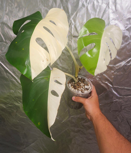 Monstera Albo Halfmoon Reserved for Alexis Woerdehoff