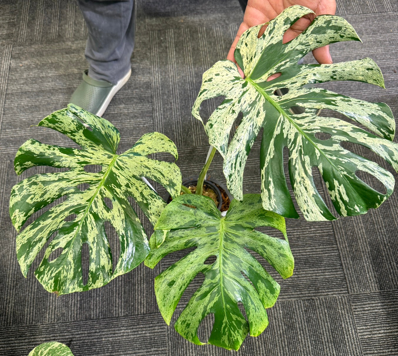 Monstera Bulbasaur + International Shipping + 5%  - Reserved- Geici Costa