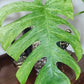 Monstera Full Mint Bottom Cut - Reserved Tonya Trull