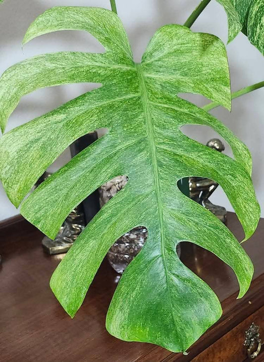 Monstera Full Mint Bottom Cut - Reserved Tonya Trull