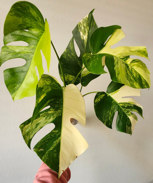 Monstera Aurea #2 - Reserved for Devin Days