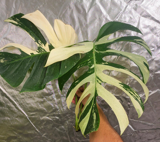 Monstera Mint NOID Top Cut reserved for Jessica Rahal