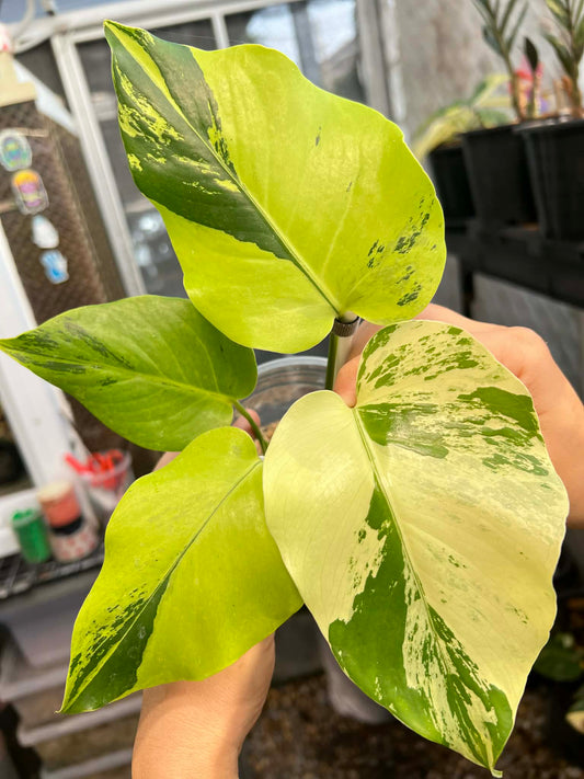 Monstera Light Lime- Reserved Geici Costa Barham