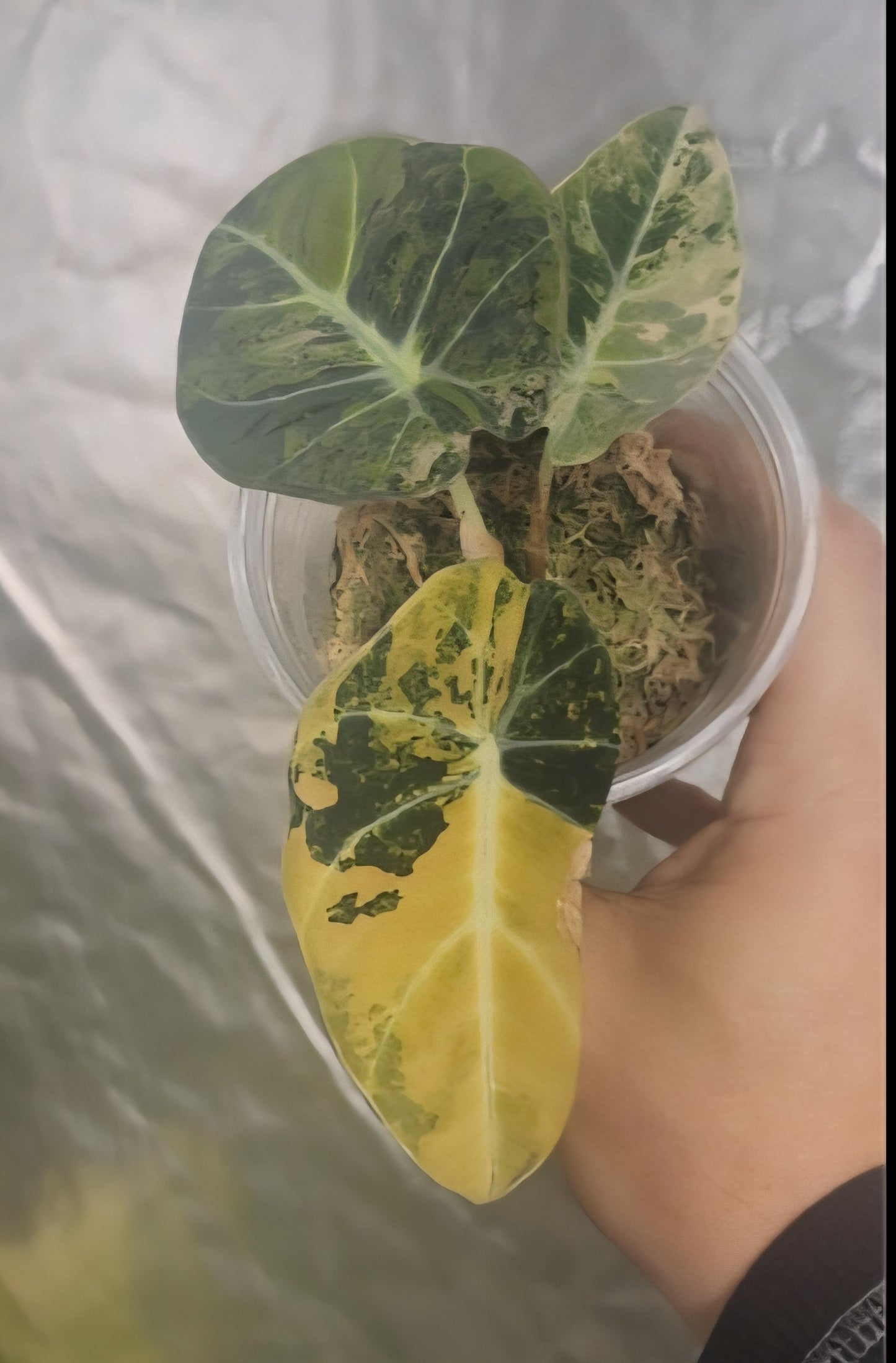 Bundle Philodendron orange melano, Alocasia Black Velvet Pink and black velvet gold reserved for Manny Reyes