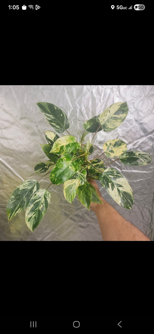 Philodendron Emerald King reserved for Ell Rey