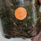 Monstera Full Mint #2 reserved for Meh Ruk