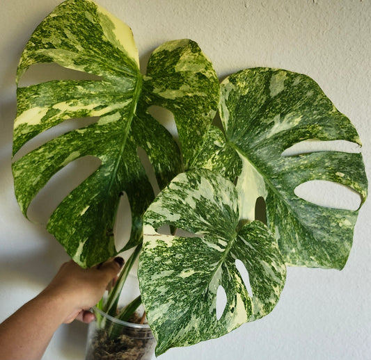 Monstera Green Snow #1 - Reserved Lauren Marshall