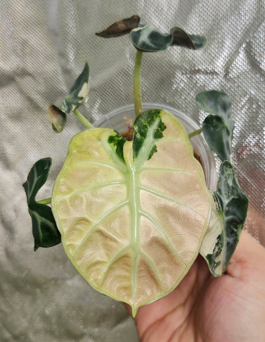 Alocasia Ballon Heart Pink reserved for Maria Bagsic