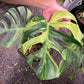 Monstera Mint 2 Bundle- Reserved Kati Ortiz