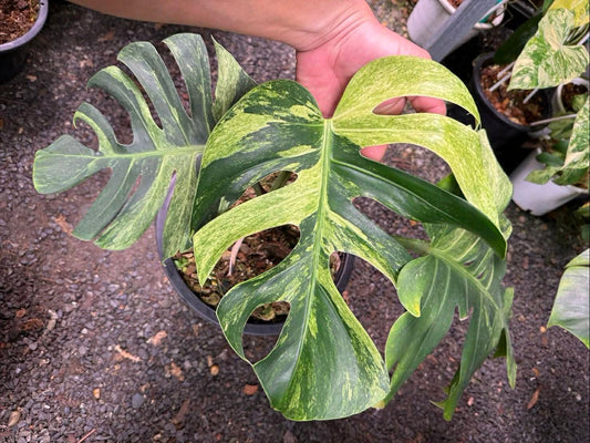 Monstera Mint 2 Bundle- Reserved Kati Ortiz