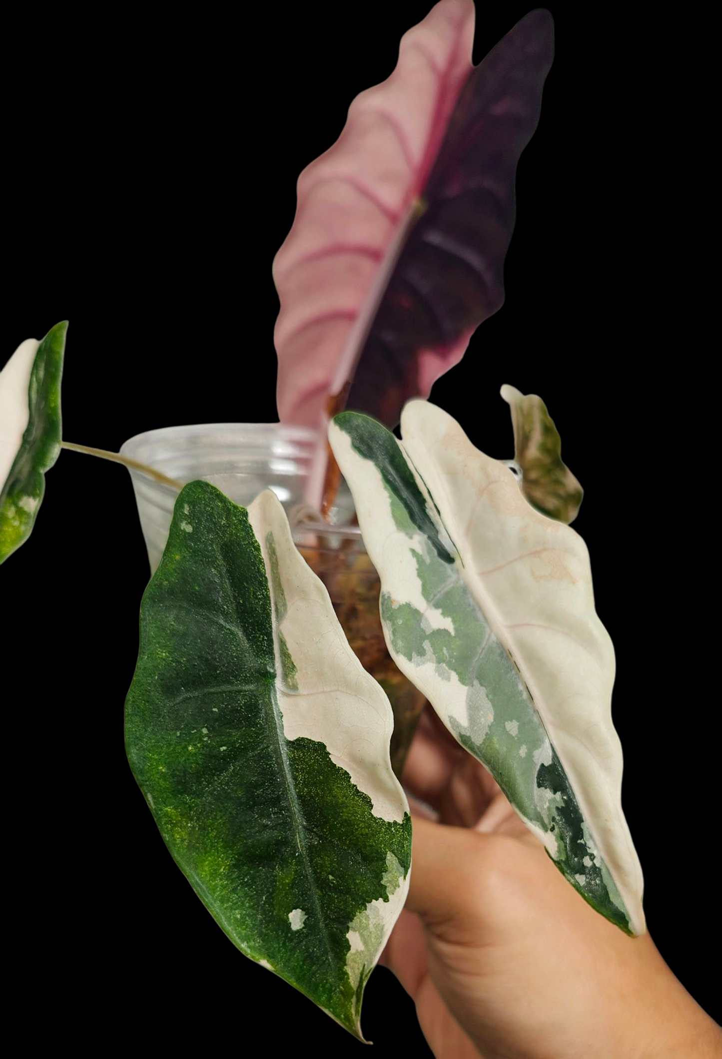 Alocasia Pink Chantrieri reserved for Jordan Moreland