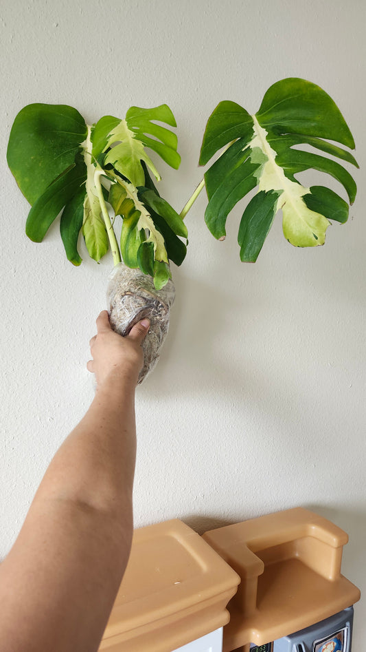 Monstera Lava- Free UPS 2 days - Reserved Tami Dunn