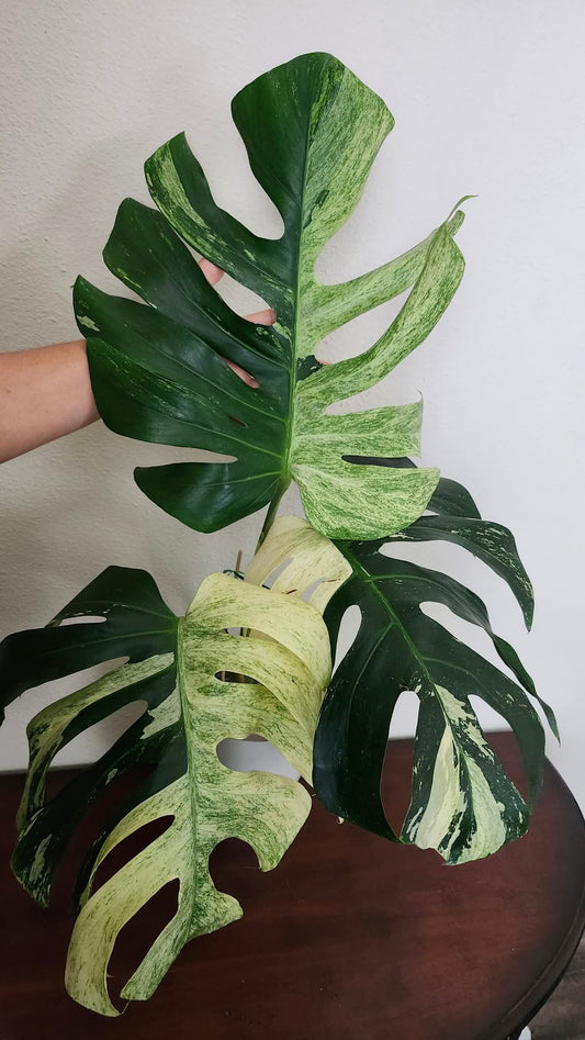 Monstera Mint reserved for Sam Bivans