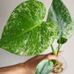 Monstera Vietciosa, Medusa, Devil +5% Klarna- Reserved Marie Ligaya