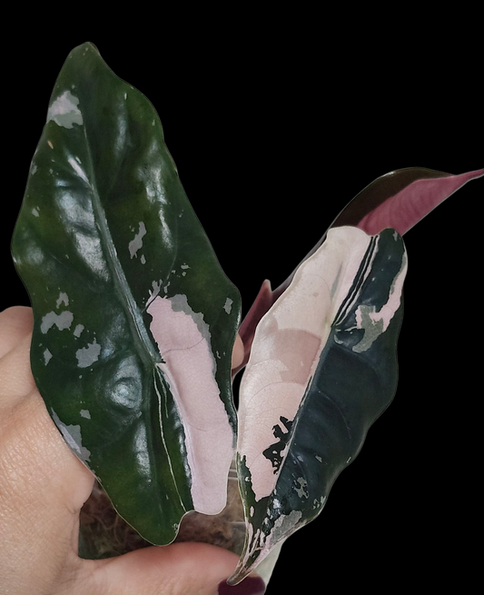 Alocasia Chantrieri Pink- Reserved Sheila Nance