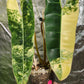 Variegated Billietiae #3 reserved for Aaron Michael Gonzales