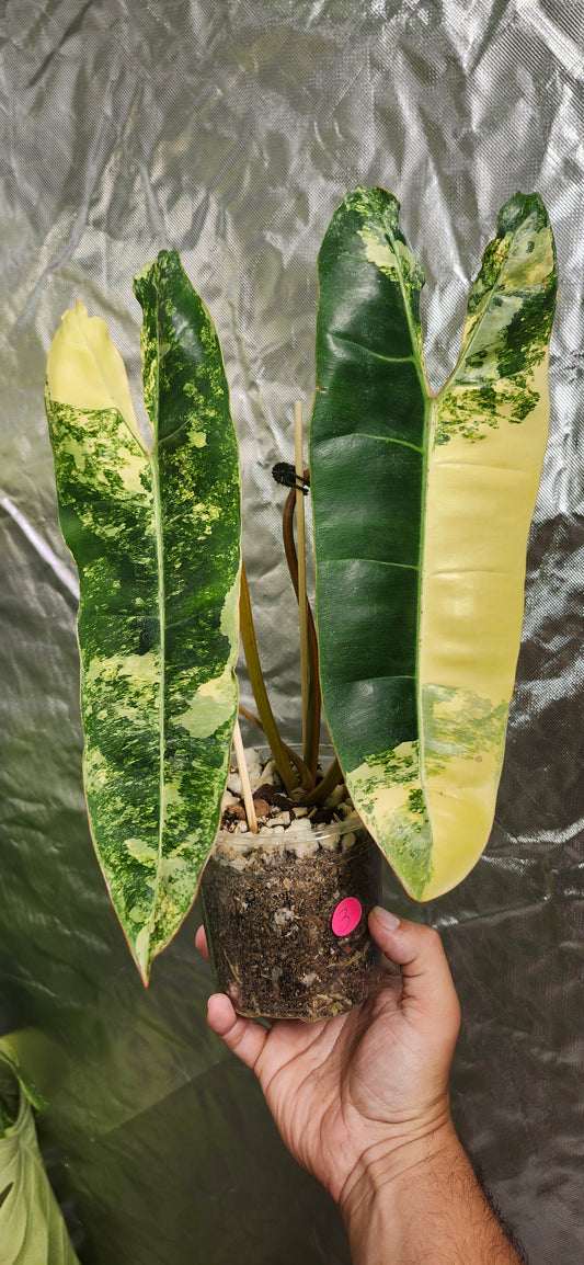 Variegated Billietiae #3 reserved for Aaron Michael Gonzales