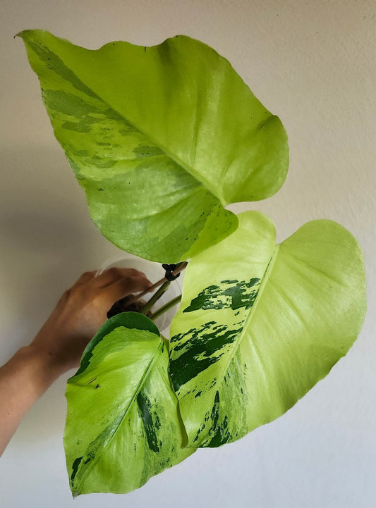 Monstera Lime Light #1- Reserved Kyle Kozlowski