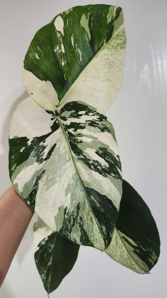 Monstera Mint NOID reserved for Christy Marini