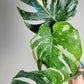 Monstera Vietciosa, Medusa, Devil +5% Klarna- Reserved Marie Ligaya