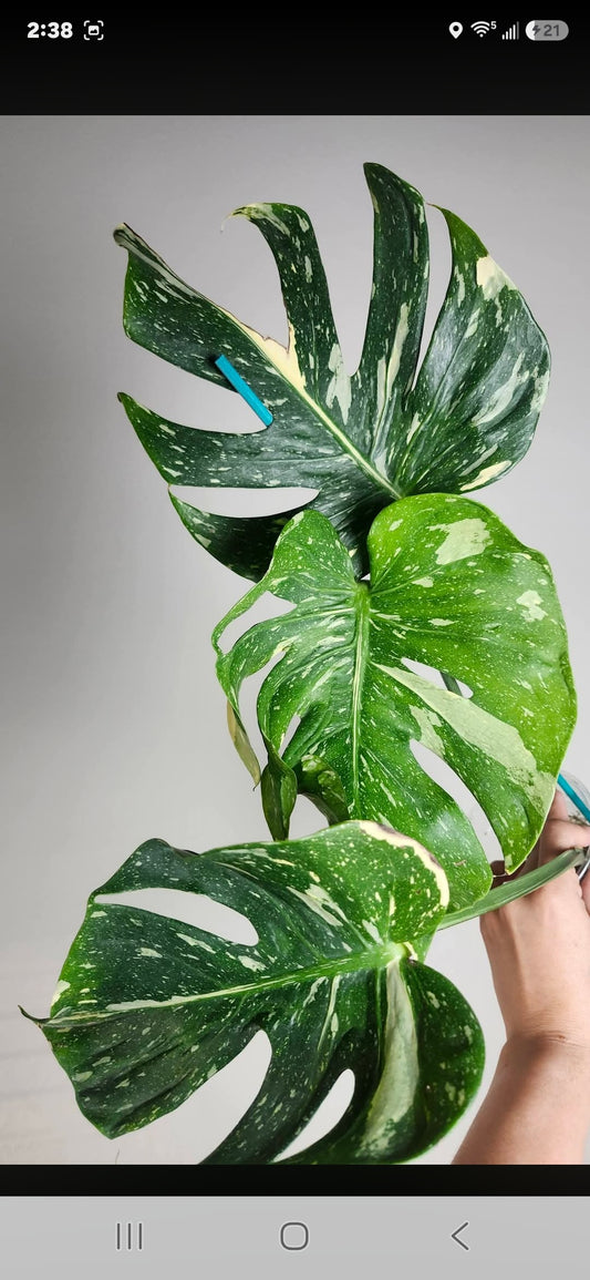 Monstera Vietciosa, Medusa, Devil +5% Klarna- Reserved Marie Ligaya