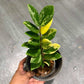 Variegated ZZ & Monstera Mint reserved for Jerry Calacala