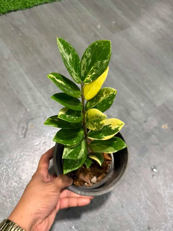 Variegated ZZ & Monstera Mint reserved for Jerry Calacala