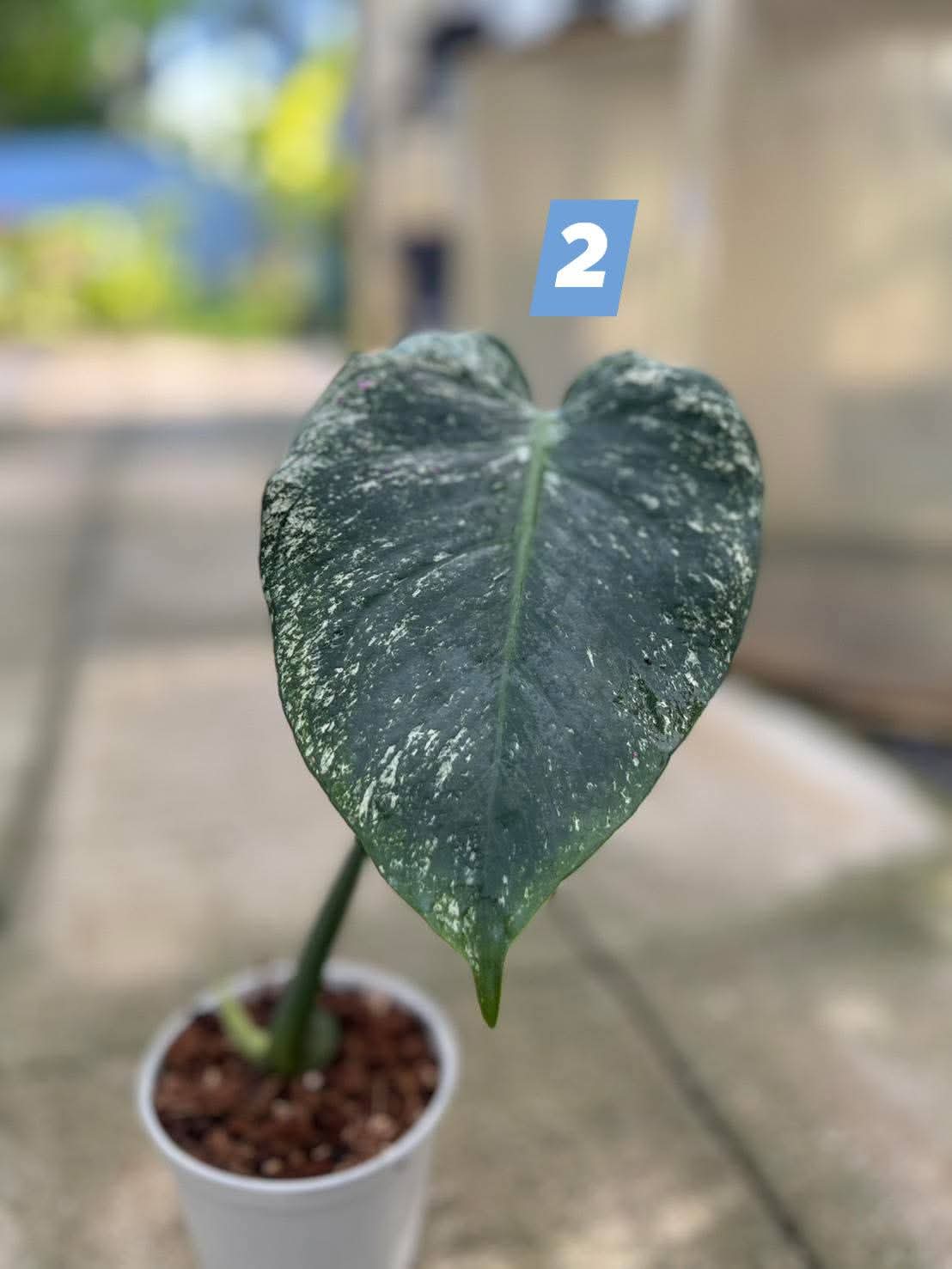 Monstera Devil+ Int. Ship + 5 % Pay in 4- Reserved Citlalli Villegas