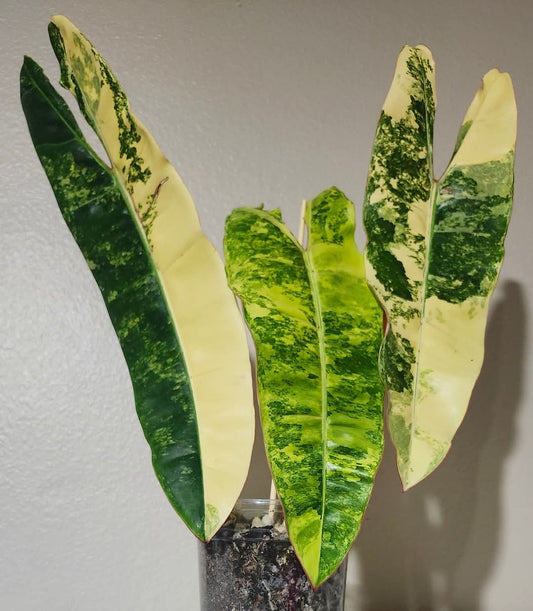 Variegated Billietiae reserved for Serenitie Woodard