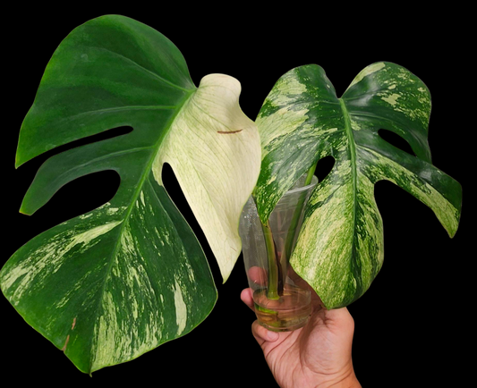 Monstera Mint Top Cut reserved for Katie Ortiz