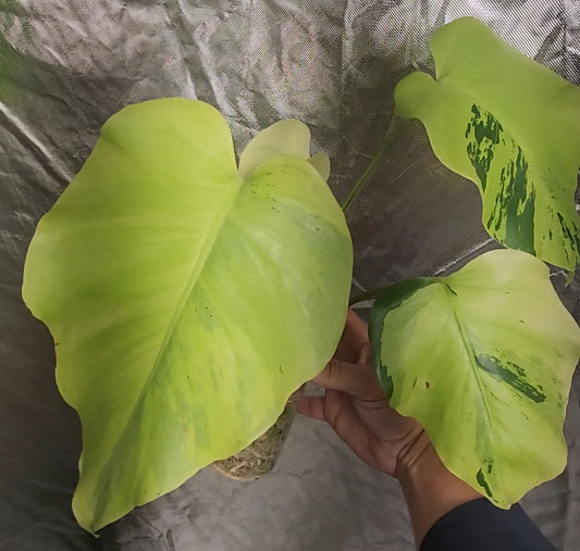 Monstera Light Lime reserved for Niwde Gniragag