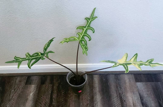Reserved- Auction Winner - Alocasia Portei Var. + Heatpack & Insulation:  Carolyn Sue Mohawk Waters