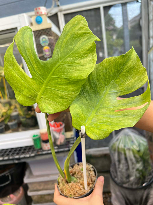 Monstera Octopus - Reserved Nancy Angelica Rivera