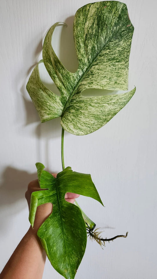 Monstera Full Mint Top Cut- Reserved Talina Jackson