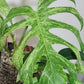 Monstera Full Mint Top Cut - Unrooted- Reserved for Mayra Ahumada