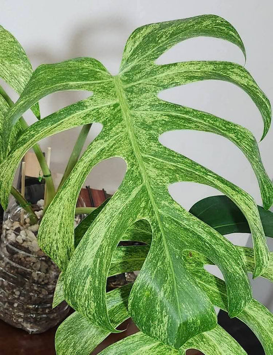Monstera Full Mint Top Cut - Unrooted- Reserved for Mayra Ahumada