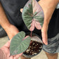 (3) Serendipity Pink (1) Homalomena reserved for Lauren Marshall