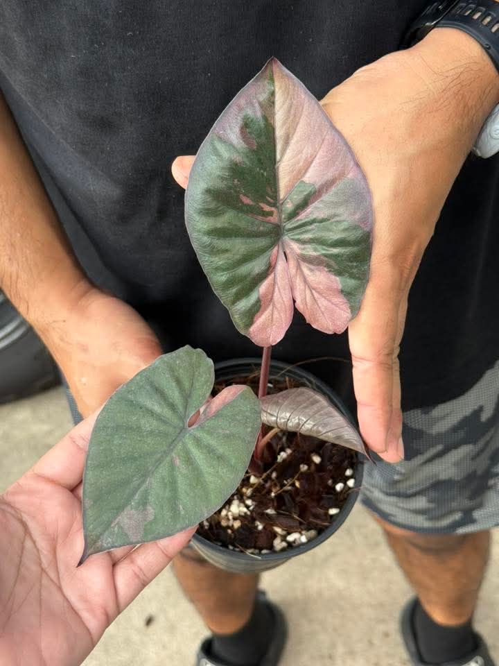 (3) Serendipity Pink (1) Homalomena reserved for Lauren Marshall