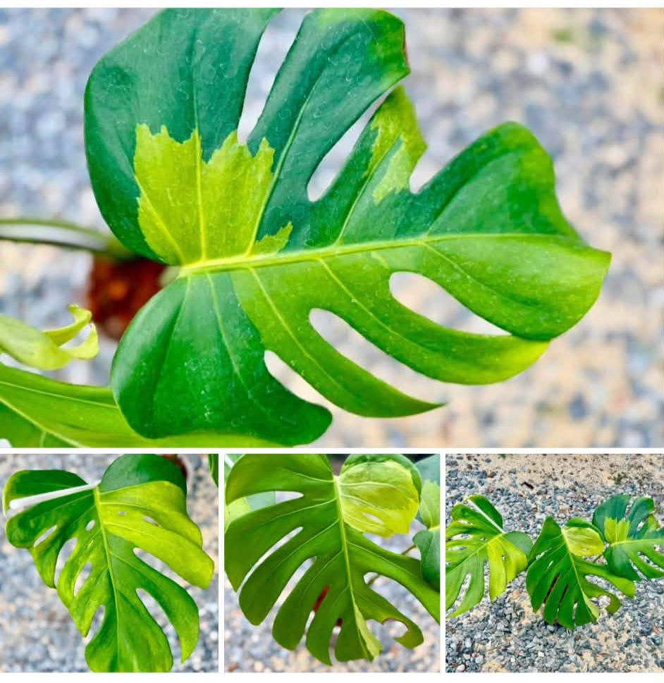 Monstera Sparkle + 5% pay in 4 - Reserved Nancy Angelica Rivera