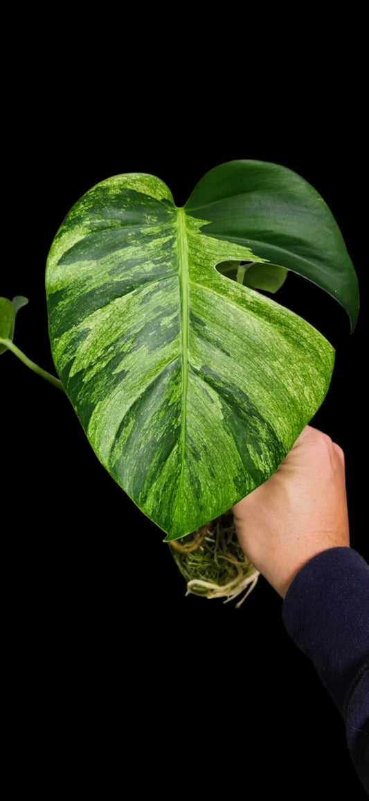 Monstera Mint and full mint reserved for Dia Rodriguez