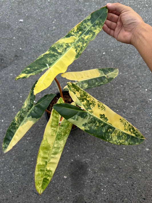 Variegated Billietiae- Reserved Lauren Marshall