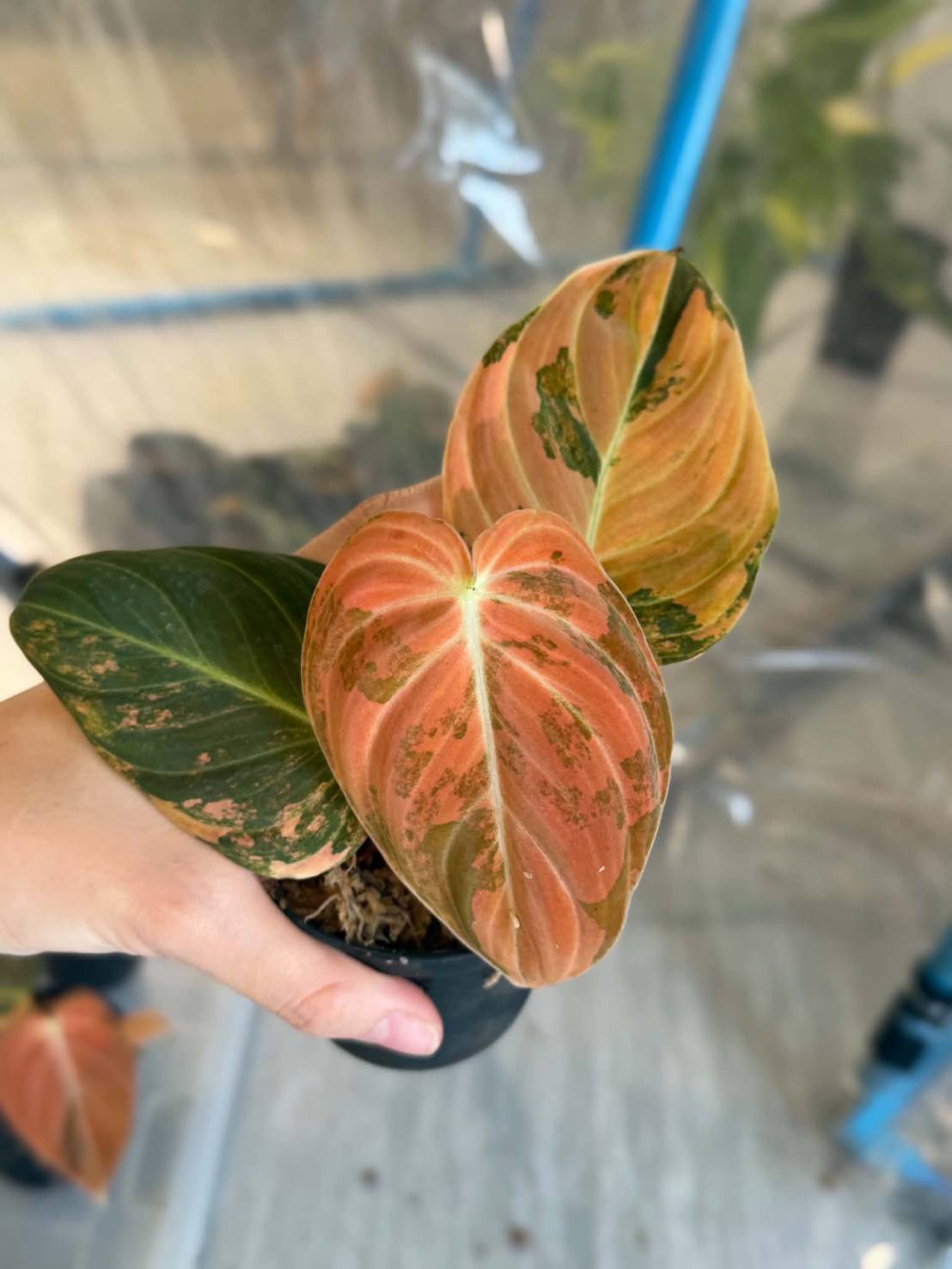 Melano Orange + International Shipping + 5% pay in 4- Reserved Niwde Gniragag