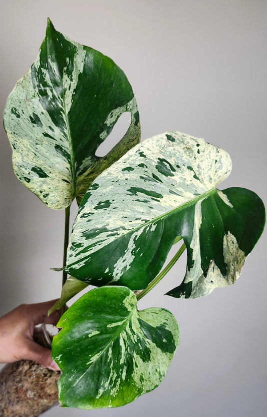 Monstera Bulbasaur #1 & #4 - Reserved Jessica Rahal