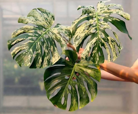 Monstera Bulbasaur- Reserved Tasha Mayhew